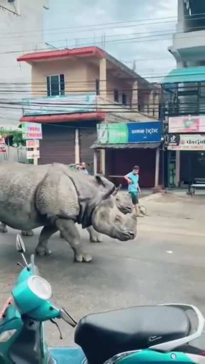 ? These Rhinos walking down the street in India...