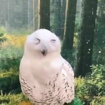 ? Like humans ,birds too yawn.