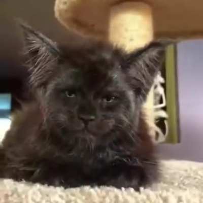 Cat showing some Human emotions?