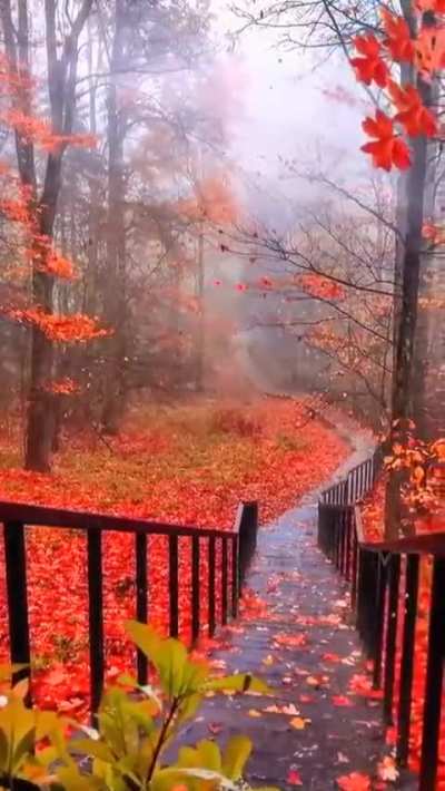 ? Autumn leaves falling in a rush in Vermont, US
