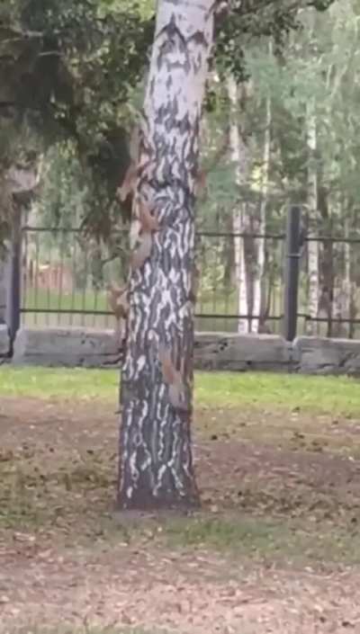 ? Squirrels who make a game out of life do well ?