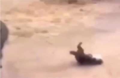 A rhinoceros nukes a hyena that was hunting him