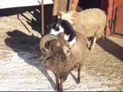 A barn cat and his Ouessant Sheep buddy (smallest sheep in the world)