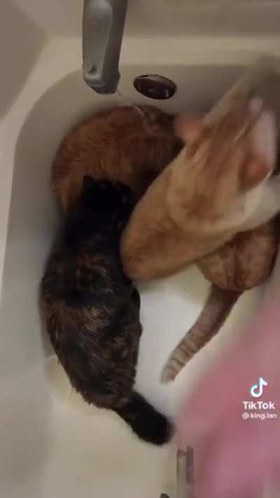 all brain cells owned by the tortie