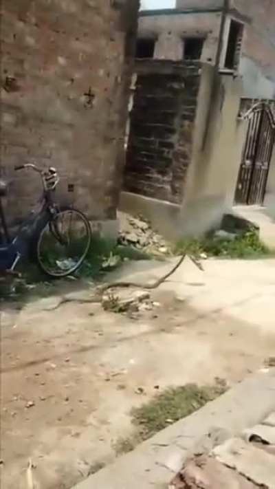 "Slip"pers theif. Has to be a mom snake.