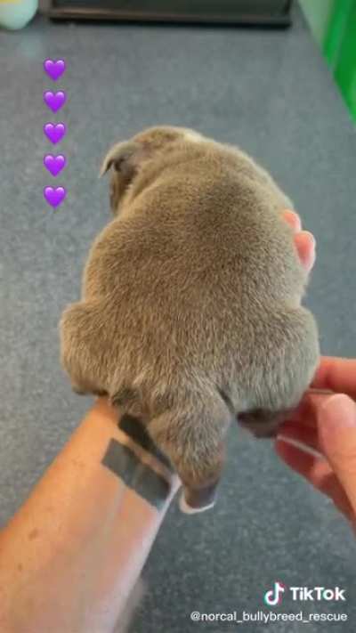 This dog with 5 legs