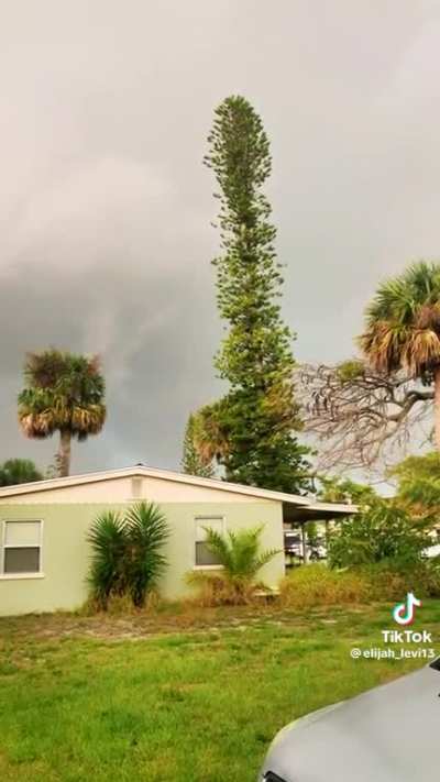 Neighbor films the exact moment lightning strikes a tree
