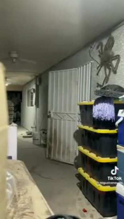 Spider