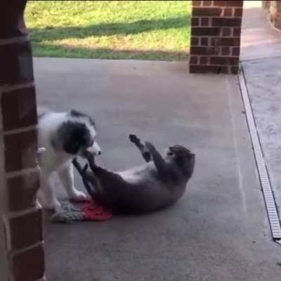 To defend itself