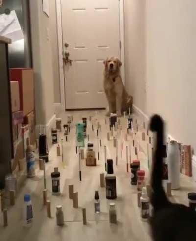 Cat vs Dog