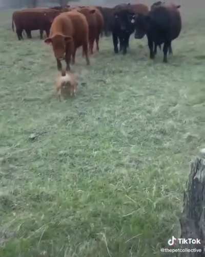 Cows all tough until the BULLDOG turns around