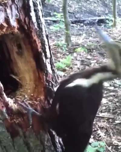 ? Woodpeckers are some of the most hardworking birds