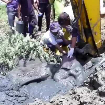 ? Saving an elephant buried in mud