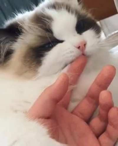 "Wait a minute. Where has that finger been?!" -cat