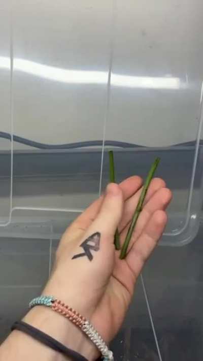 ? Camouflage level 2000 for these insects