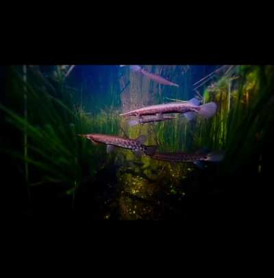 ? 18-year-old nature videographer captures the incredible underworld of the Everglades, Florida. ?