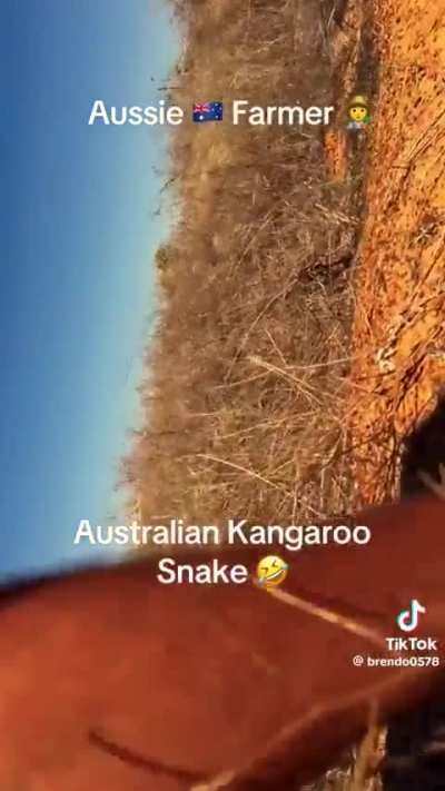 ?Australian Kangaroo Snake