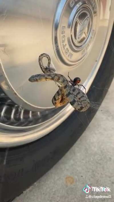 ? Black widow spider caught a snake ?