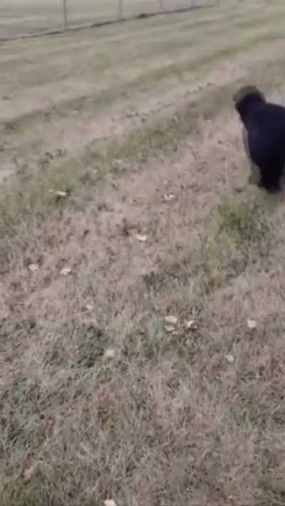 Doggo doesn’t see fence ?‍♂️