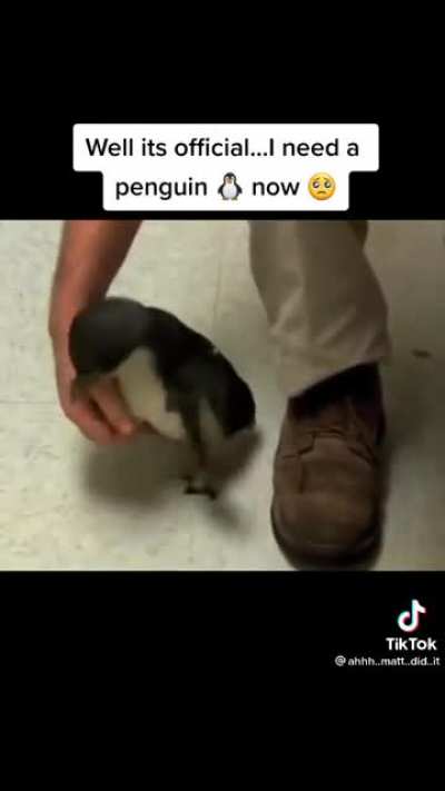 I’d sell my soul to get a pet penguin.