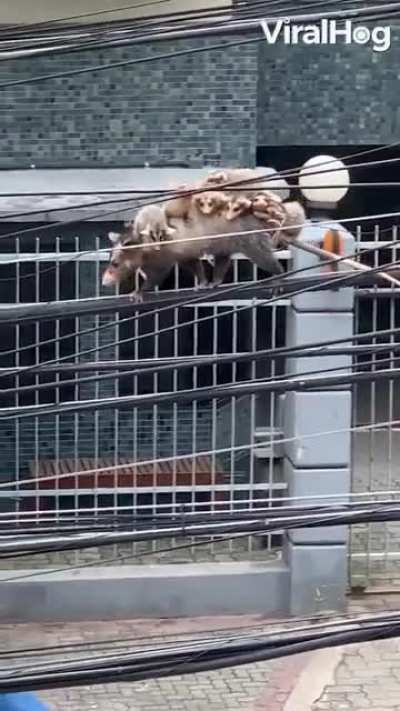 ? Possum mother with a back full of babies treading across the powerlines.
