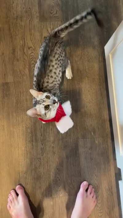 She Scream