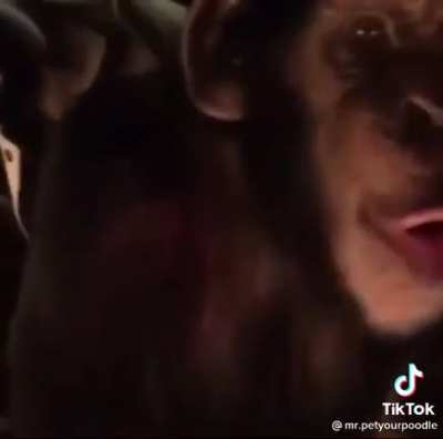 Monkey just living life