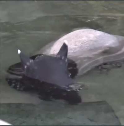 ? A Baby Tapir