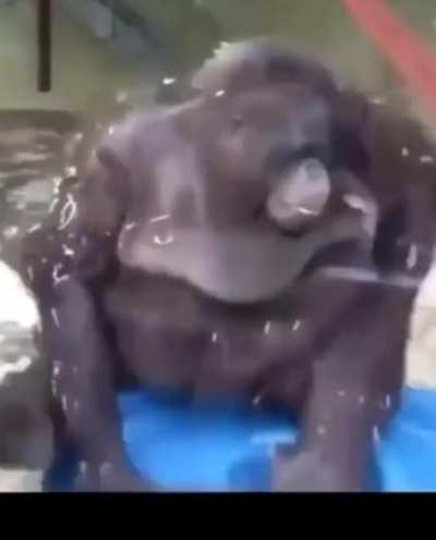 RIP Monke ?????