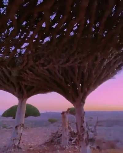 ? Dragon Tree, an endemic flora in Socotra Island