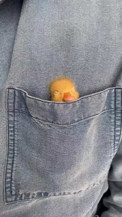 DUCKY ENJOYING THE COZY POCKET ?