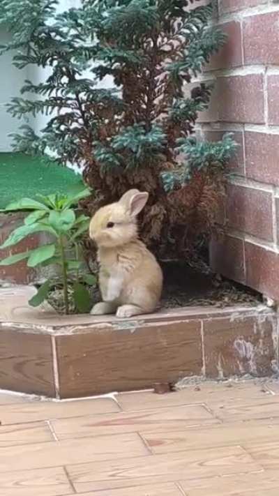 Little bunny having a snack ?