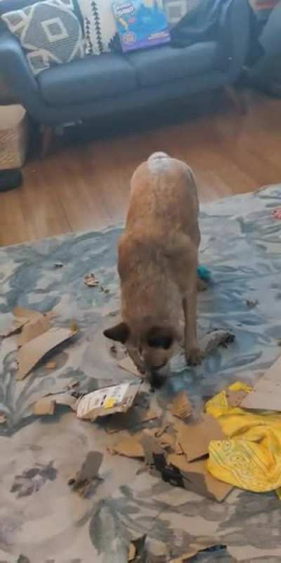 My sister gave my dog a box, and he did what he does best..