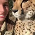 Cheetah licks