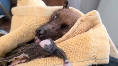Statler, a rescued 33 year old Indian flying fox here at Bat World Sanctuary, has been getting some crazy social media attention lately! He sends his love and appreciation ?