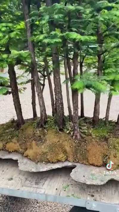 This Bonsai Forest