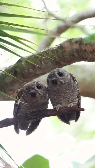 ? These two adorable juvenile Eastern Screech Owls