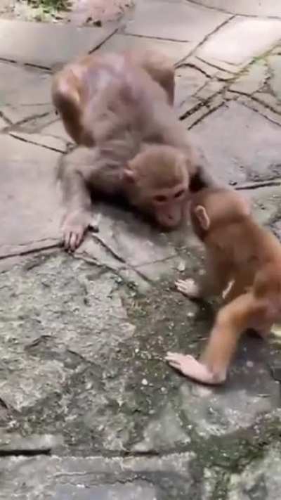 ? Monkey showing love to her baby