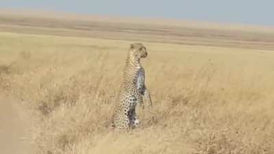 ? Leopards can stand on their back legs to see farther when there are no available vantage points to climb.