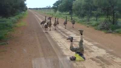 emus being curious