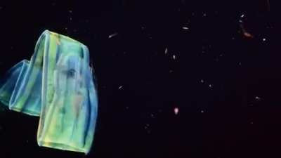 ? Venus girdle comb jelly ?