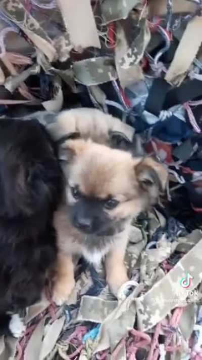 No one left behind in Ukraine: These pups were found protecting newborn kittens ?❤