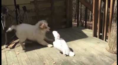 Puppy joe VS Quack the Parrot … FIGHT ?
