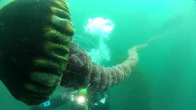 ?The Black Sea Nettle