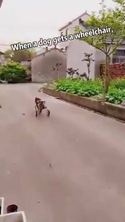 When a dog gets a wheelchair.. ?
