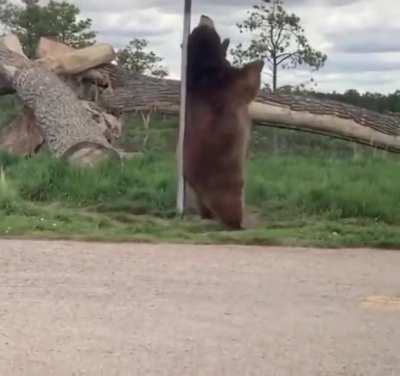 the bear has bills to pay!