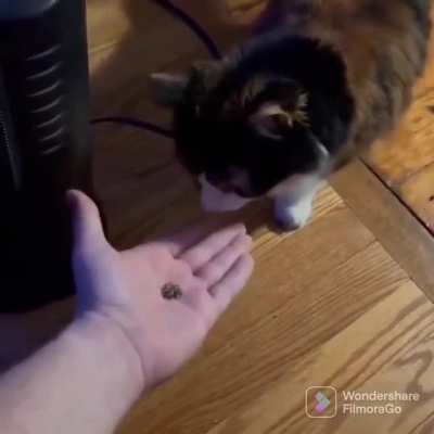 Want some catnip?