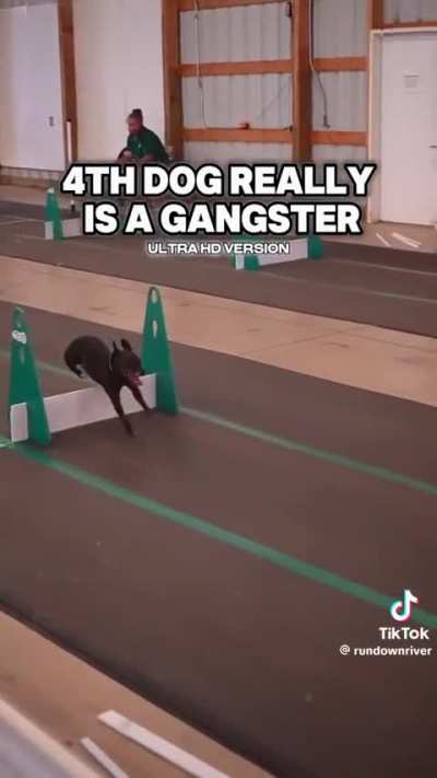 One step between each hurdle for the smallest dog is insane ?