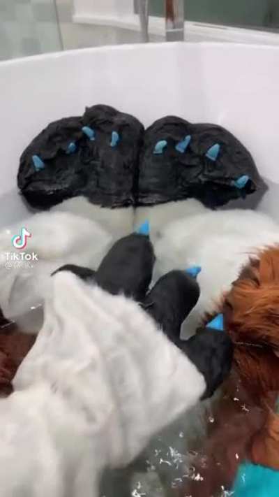 Man’s a furry now