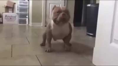 An interesting dog